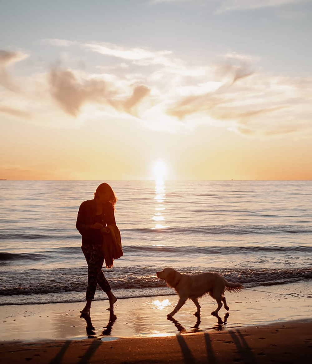 Cursussen - Hondwikkeling